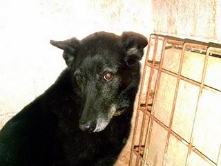 SOMBRA, ¿CONDENADO A NO SALIR DE LA PROTECTORA? SOMBRA, ¿CONDENADO A NO SALIR DE LA PROTECTORA?