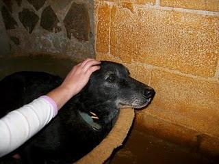 SOMBRA, ¿CONDENADO A NO SALIR DE LA PROTECTORA? SOMBRA, ¿CONDENADO A NO SALIR DE LA PROTECTORA?