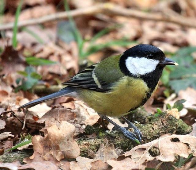 CARBONERO COMÚN-PARUS MAJOR-GREAT TIT