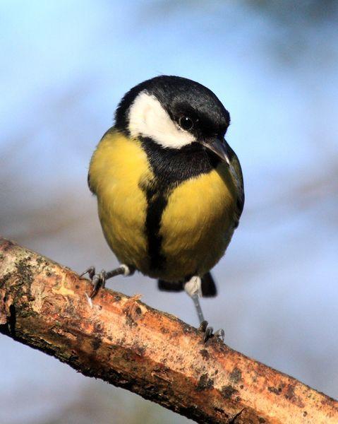 CARBONERO COMÚN-PARUS MAJOR-GREAT TIT