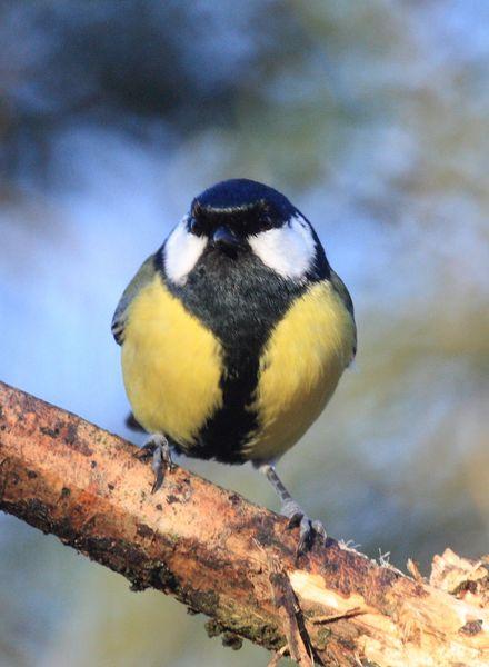 CARBONERO COMÚN-PARUS MAJOR-GREAT TIT