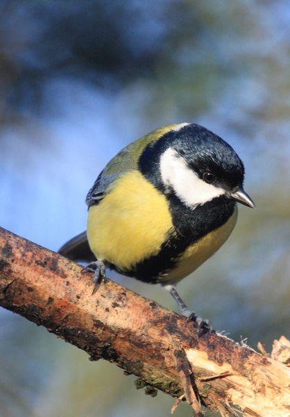 CARBONERO COMÚN-PARUS MAJOR-GREAT TIT