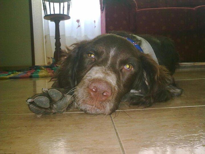 Tara una bretona rescatada herida de un carretera Tara una bretona rescatada herida de un carretera