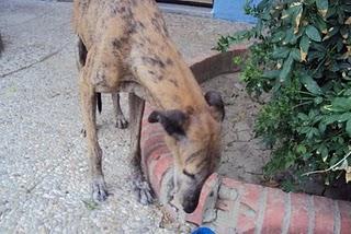 GALGA EN PELIGRO ESTA EN JAÉN.