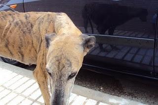 GALGA EN PELIGRO ESTA EN JAÉN.