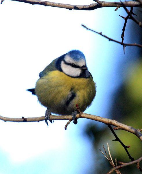 HERRERILLO COMÚN-PARUS CAERULEUS-BLUE TITI HERRERILLO COMÚN-PARUS CAERULEUS-BLUE TITI