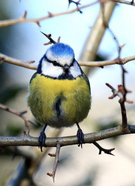 HERRERILLO COMÚN-PARUS CAERULEUS-BLUE TITI HERRERILLO COMÚN-PARUS CAERULEUS-BLUE TITI
