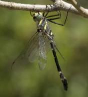 Hallado en Cazorla un reducto donde sobrevive una rara libélula Hallado en Cazorla un reducto donde sobrevive una rara libélula
