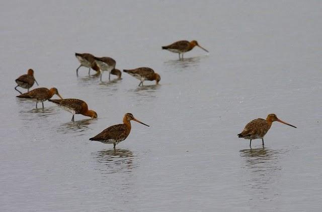 AGUJA COLINEGRA-LIMOSA LIMOSA-BLACK TAILED GODWIT AGUJA COLINEGRA-LIMOSA LIMOSA-BLACK TAILED GODWIT