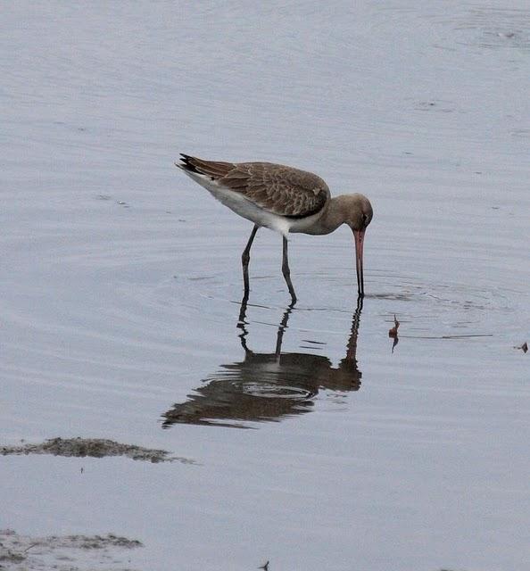 AGUJA COLINEGRA-LIMOSA LIMOSA-BLACK TAILED GODWIT AGUJA COLINEGRA-LIMOSA LIMOSA-BLACK TAILED GODWIT