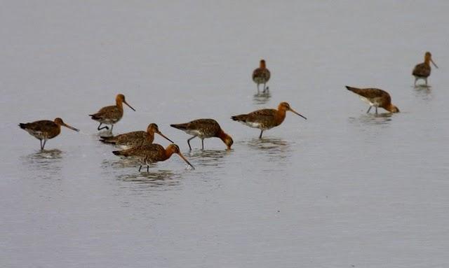 AGUJA COLINEGRA-LIMOSA LIMOSA-BLACK TAILED GODWIT AGUJA COLINEGRA-LIMOSA LIMOSA-BLACK TAILED GODWIT