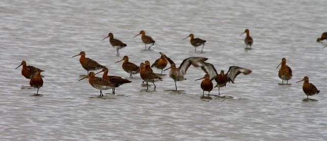 AGUJA COLINEGRA-LIMOSA LIMOSA-BLACK TAILED GODWIT AGUJA COLINEGRA-LIMOSA LIMOSA-BLACK TAILED GODWIT