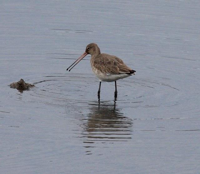 AGUJA COLINEGRA-LIMOSA LIMOSA-BLACK TAILED GODWIT AGUJA COLINEGRA-LIMOSA LIMOSA-BLACK TAILED GODWIT