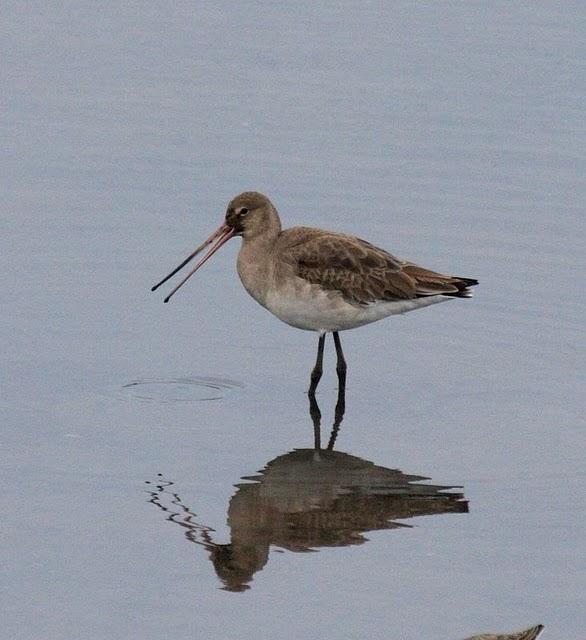 AGUJA COLINEGRA-LIMOSA LIMOSA-BLACK TAILED GODWIT AGUJA COLINEGRA-LIMOSA LIMOSA-BLACK TAILED GODWIT