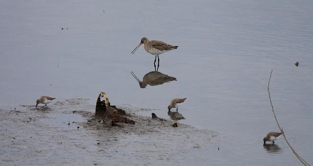 AGUJA COLINEGRA-LIMOSA LIMOSA-BLACK TAILED GODWIT AGUJA COLINEGRA-LIMOSA LIMOSA-BLACK TAILED GODWIT