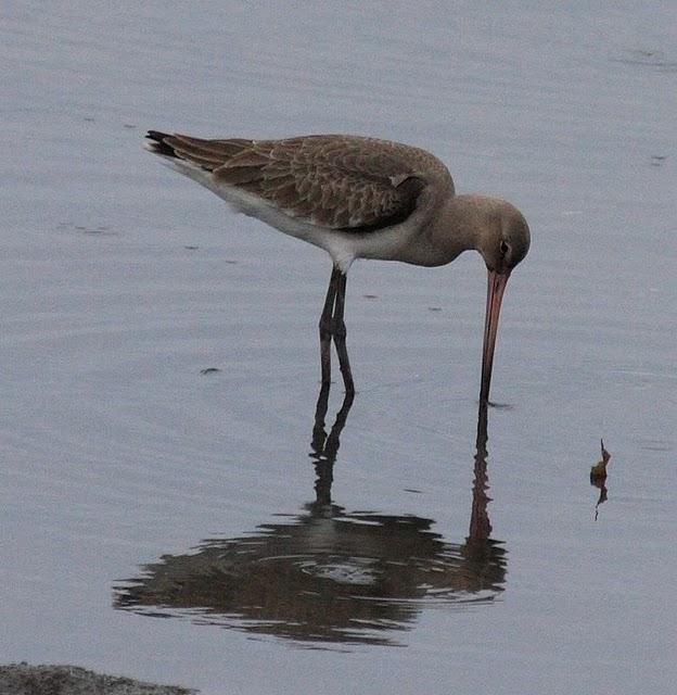 AGUJA COLINEGRA-LIMOSA LIMOSA-BLACK TAILED GODWIT AGUJA COLINEGRA-LIMOSA LIMOSA-BLACK TAILED GODWIT
