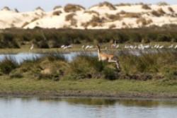 Los Parques Nacionales de Doñana y Sierra Nevada pierden visitantes en el último año Los Parques Nacionales de Doñana y Sierra Nevada pierden visitantes en el último año