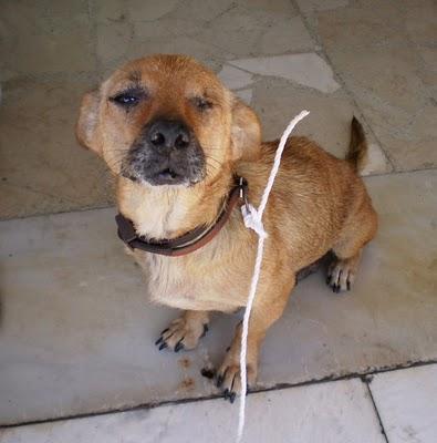 Nana, perrita tuerta con cachorros