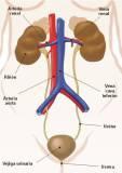 Sostienen que para 2025 la enfermedad renal sera epidemia mundial