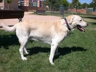 Argos, un precioso labrador de cinco años Argos, un precioso labrador de cinco años