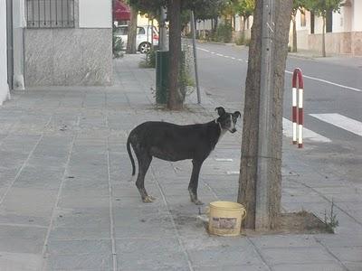 Galga preñada en la carretera, NECESITAMOS AYUDA ECONÓMICA!!!