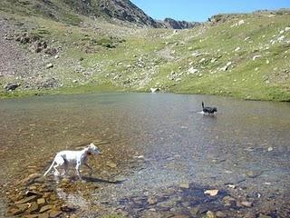 Senderismo con perros Senderismo con perros