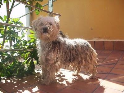 LENA necesita quien la quiera para siempre (Murcia) LENA necesita quien la quiera para siempre (Murcia)