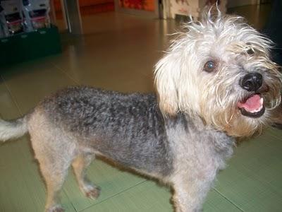 LENA necesita quien la quiera para siempre (Murcia) LENA necesita quien la quiera para siempre (Murcia)