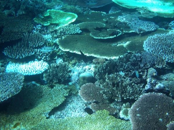 Buceo en las Gili