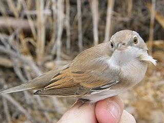 Migración postnupcial en el Parque del Alamillo // 16/09/10 Migración postnupcial en el Parque del Alamillo // 16/09/10
