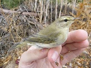 Migración postnupcial en el Parque del Alamillo // 16/09/10 Migración postnupcial en el Parque del Alamillo // 16/09/10