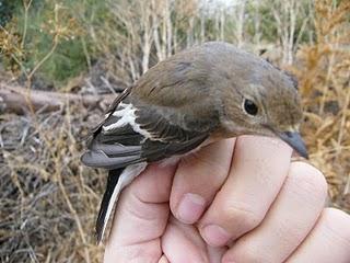 Migración postnupcial en el Parque del Alamillo // 16/09/10 Migración postnupcial en el Parque del Alamillo // 16/09/10