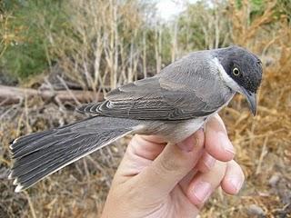 Migración postnupcial en el Parque del Alamillo // 16/09/10 Migración postnupcial en el Parque del Alamillo // 16/09/10