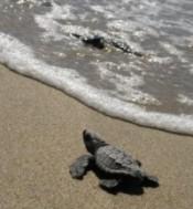 Nacen 60 crías de tortuga boba en los arenales del Parque Natural Cabo de Gata-Níjar