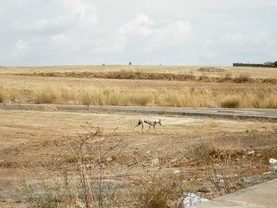 Otro más, otro galgo maltratado.