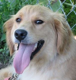 El golpe de calor El golpe de calor