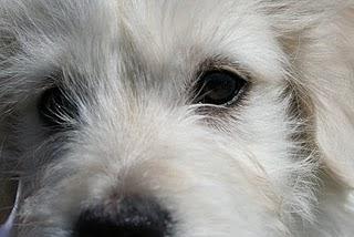 El golpe de calor El golpe de calor