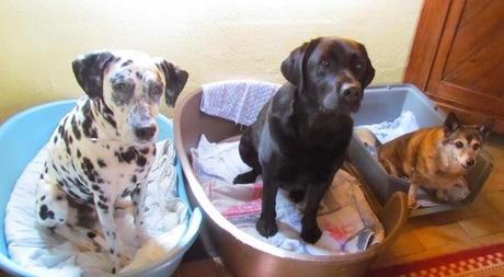 Alba, Eli, Comète Alba, Eli, Comète