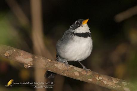 Cerquero de collar (Saffron-billed Sparrow) Arremon flavirostris Cerquero de collar (Saffron-billed Sparrow) Arremon flavirostris