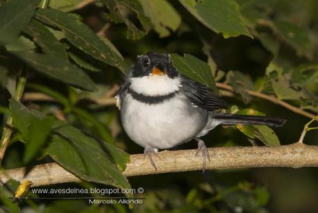 Cerquero de collar (Saffron-billed Sparrow) Arremon flavirostris Cerquero de collar (Saffron-billed Sparrow) Arremon flavirostris