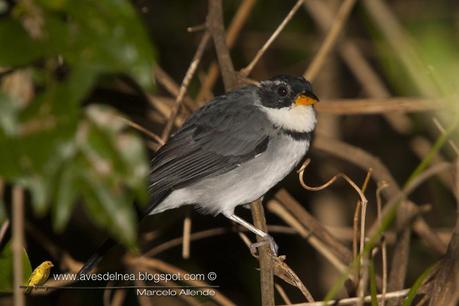 Cerquero de collar (Saffron-billed Sparrow) Arremon flavirostris Cerquero de collar (Saffron-billed Sparrow) Arremon flavirostris