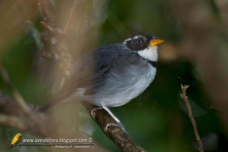 Cerquero de collar (Saffron-billed Sparrow) Arremon flavirostris Cerquero de collar (Saffron-billed Sparrow) Arremon flavirostris