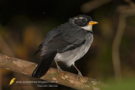 Cerquero de collar (Saffron-billed Sparrow) Arremon flavirostris Cerquero de collar (Saffron-billed Sparrow) Arremon flavirostris