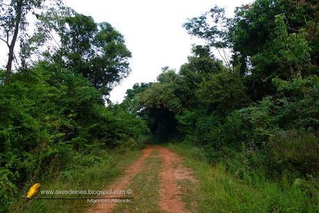 Cerquero de collar (Saffron-billed Sparrow) Arremon flavirostris Cerquero de collar (Saffron-billed Sparrow) Arremon flavirostris