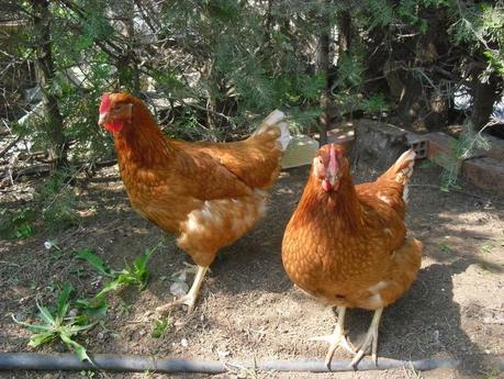 MIS GALLINAS