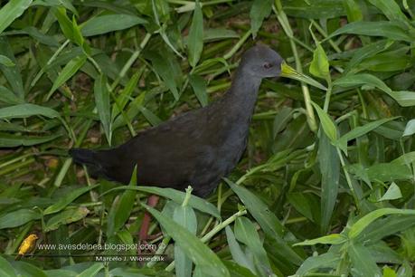 Gallineta negruzca (Blackish Rail) Pardirallus nigricans Gallineta negruzca (Blackish Rail) Pardirallus nigricans