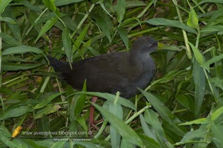 Gallineta negruzca (Blackish Rail) Pardirallus nigricans Gallineta negruzca (Blackish Rail) Pardirallus nigricans
