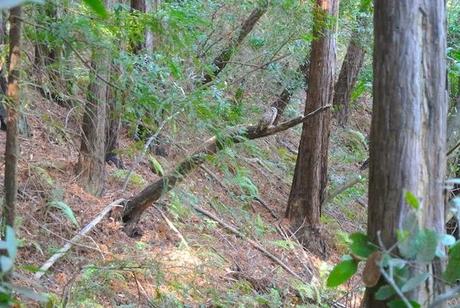 Volviendo a Big Sur Volviendo a Big Sur