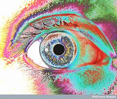 Anatomía: la cámara anterior Anatomía: la cámara anterior