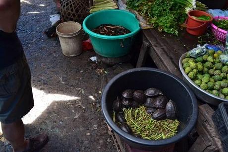 Tortugas en los mercados de Vientine Tortugas en los mercados de Vientine